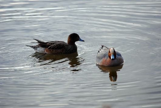 水辺の鳥たち　２_b0209919_21335037.jpg