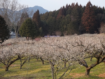 佐川美術館　寿長生の郷_b0069630_2046457.jpg