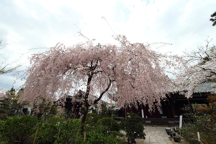 桜の法金剛院_b0169330_226178.jpg