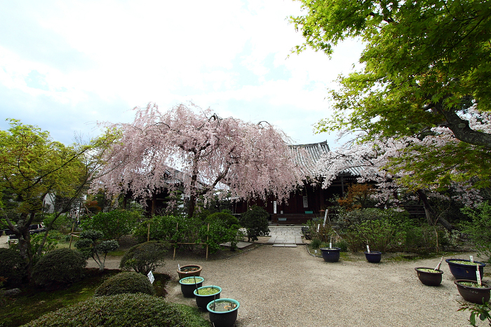 桜の法金剛院_b0169330_226639.jpg