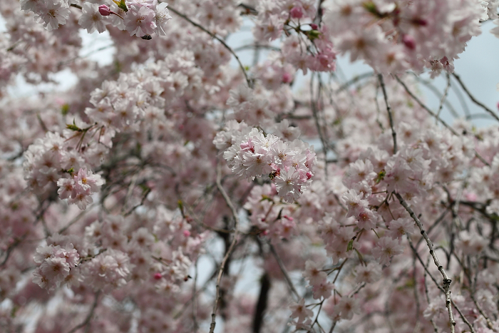 桜の法金剛院_b0169330_23311931.jpg