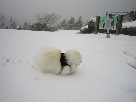 雪の六甲山(1)_b0177436_21562553.jpg