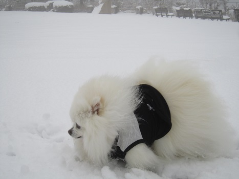 雪の六甲山(1)_b0177436_2205155.jpg