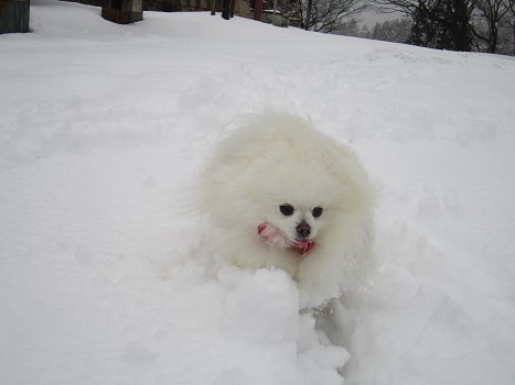 雪の六甲山(1)_b0177436_22102734.jpg