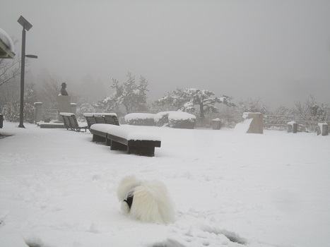雪の六甲山(1)_b0177436_2211126.jpg