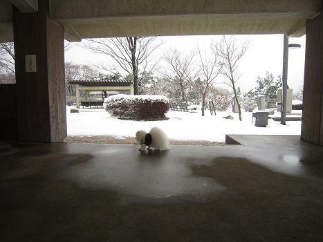 雪の六甲山(1)_b0177436_224363.jpg