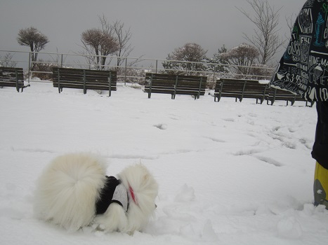 雪の六甲山(1)_b0177436_2244051.jpg