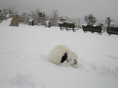 雪の六甲山(1)_b0177436_226628.jpg