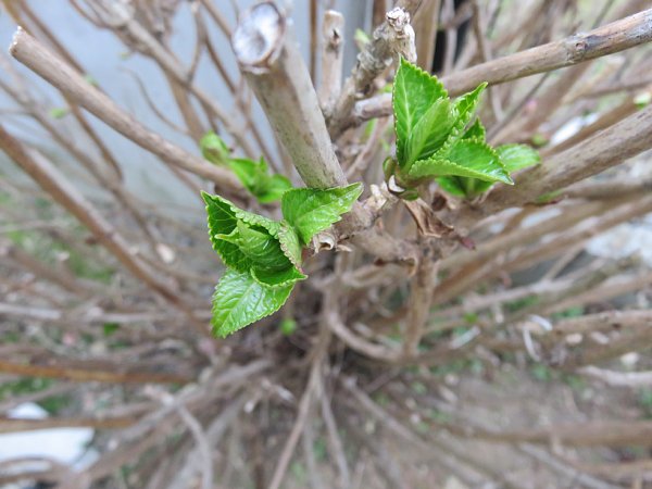 16年3月17日 紫陽花の新芽 今日の風に吹かれましょう