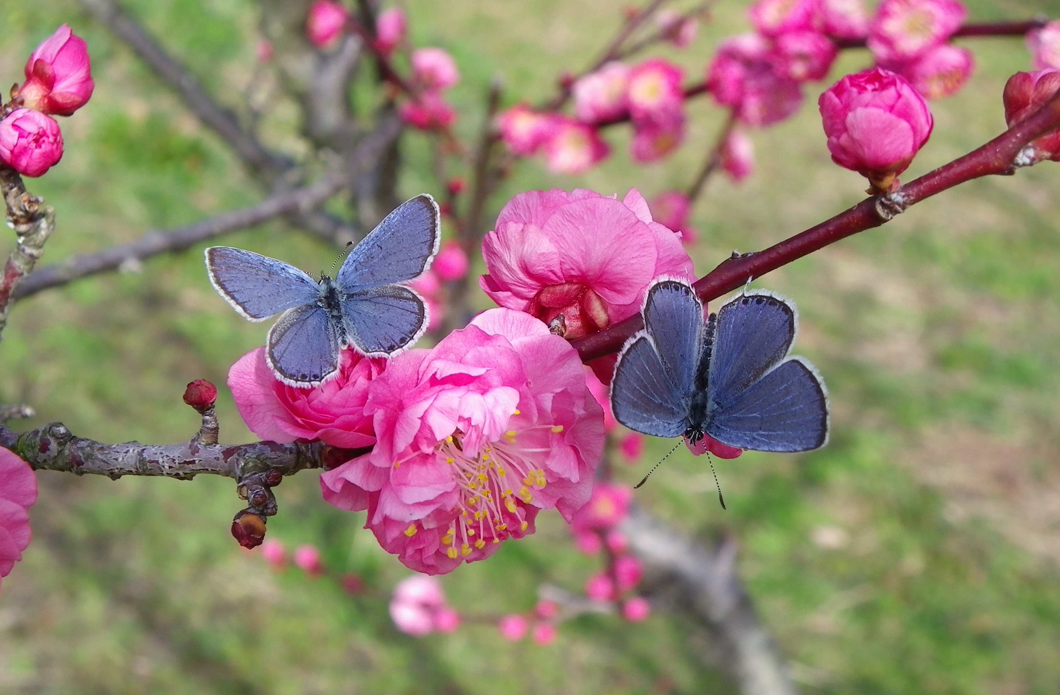 ツバメシジミと梅の花 3月13日_d0254540_6193120.jpg