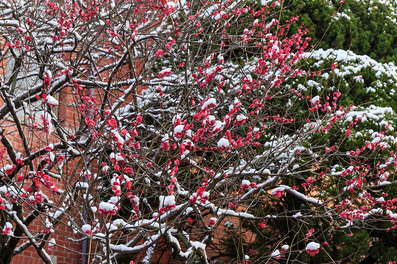 淡雪・同志社の洋館群_f0155048_2358291.jpg