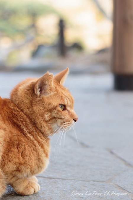 猫のいる風景　日比谷公園　横からのチャッピー_b0133053_0473329.jpg