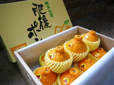デコポン(肥後ポン) 早い者勝ちです!熊本限定栽培!!樹上完熟デコポン「ひのゆたか」_a0254656_16525750.jpg
