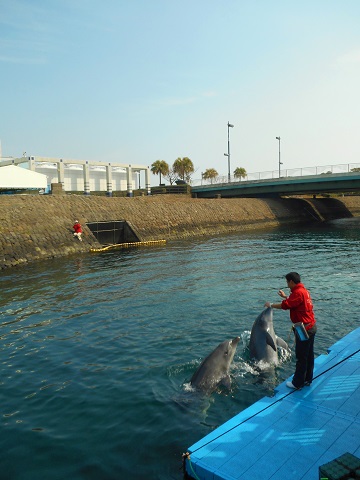 イルカショー＆水族館＆お楽しみタイム_a0288162_8502394.jpg