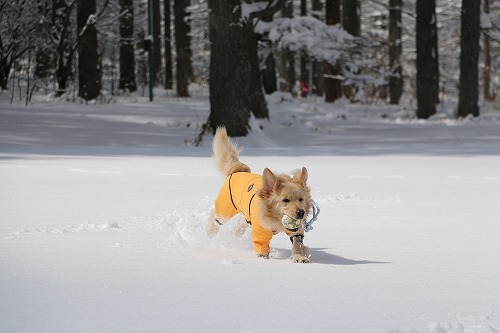 2016 Last 雪遊び_c0172184_16360831.jpg