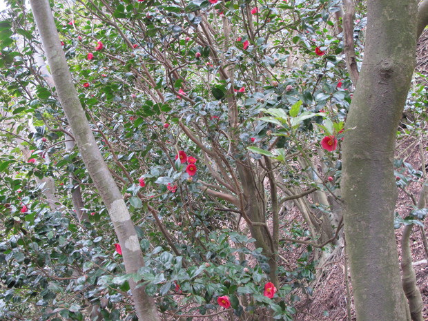 両子山へ下見登山　2016.3.13（日）_a0166196_20512946.jpg