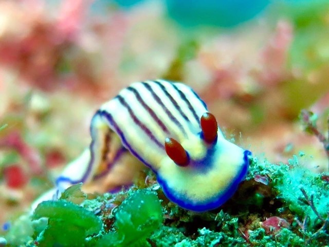 e0115199_20113054.jpg