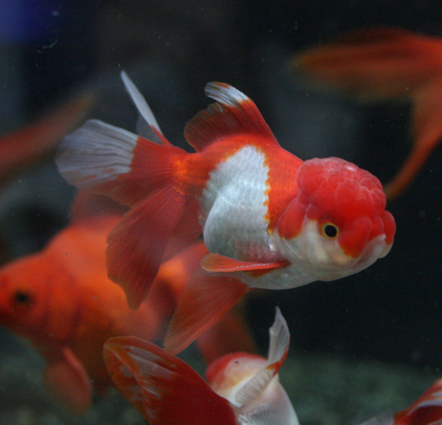 赤いの来てますよ ビーボックスアクアリウム 熱帯魚情報 赤いの来てますよ ビーボックスアクアリウム 熱帯魚情報