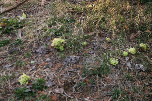 黄昏時のキャンパス　３月１５日　（啓蟄　末候）　菜虫蝶と化（な）る・２_c0075701_19364613.jpg