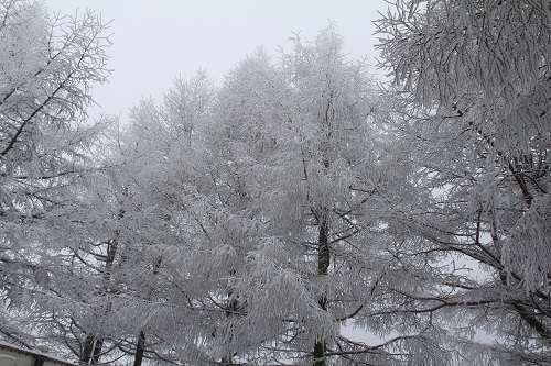 a0158702_1522576.jpg