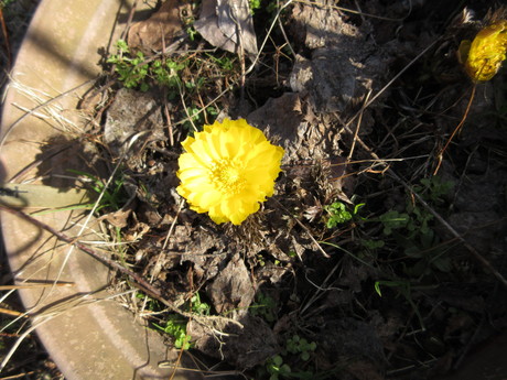 一輪だけの福寿草 ナルコユリの芽ほか おしゃべりねこ 一輪だけの福寿草 ナルコユリの芽ほか おしゃべりねこ