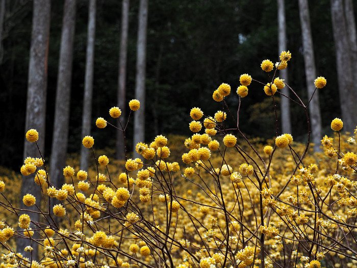 みつまた群生の森_c0235114_22264060.jpg