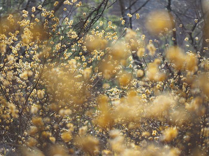 みつまた群生の森_c0235114_2227440.jpg