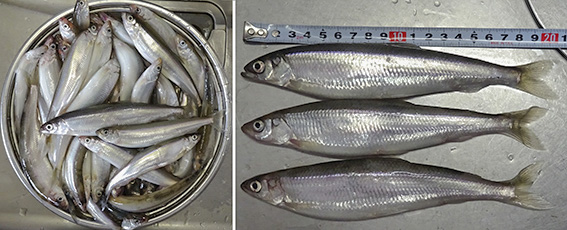 16 3 14 15 苫小牧西港中央南埠頭 チカ釣り 15 00 7 30 たどり着いたら いつもチカ釣り