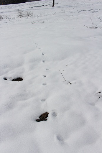 c0225927_13115529.jpg