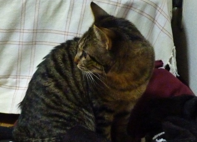 猫好き_b0166128_8481737.jpg