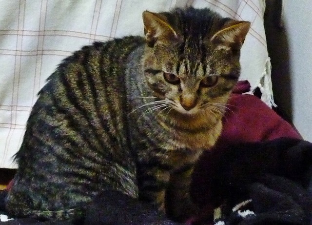 猫好き_b0166128_848843.jpg
