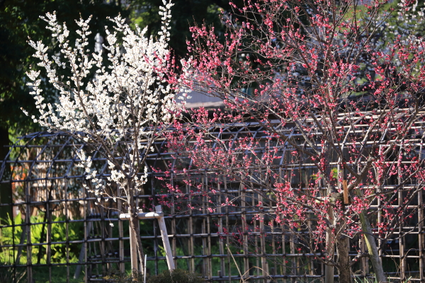 f0229832_1143119.jpg