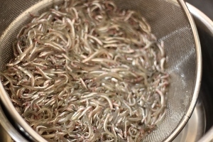 いかなごの季節_a0059035_21291417.jpg