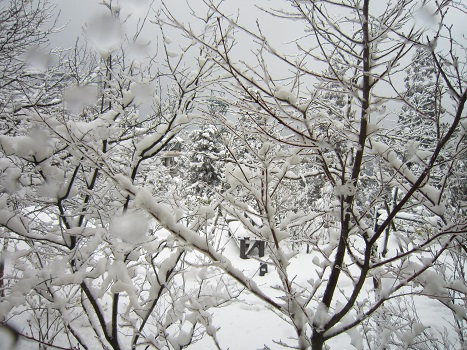 雪の六甲山（２）_b0177436_2230370.jpg