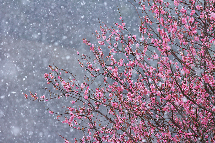 なごり雪_c0067040_22411017.jpg