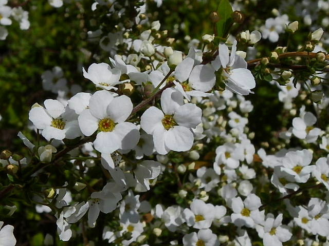 MAERSK  ESSEN 号、平戸躑躅、雪柳、雲南黄梅、紅葉李、アーモンド、花蘇芳、山桃、椋鳥、尉鶲♂_c0051143_2334357.jpg