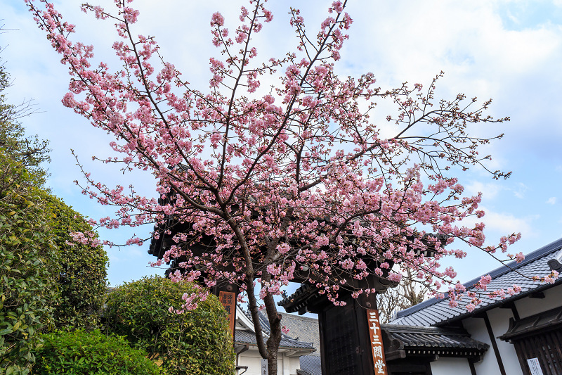 河津桜咲く三十三間堂 - 花景色－K.W.C. PhotoBlog