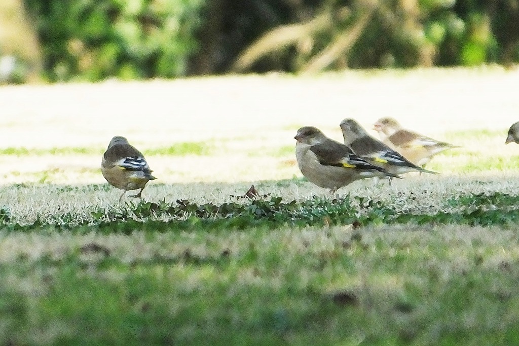 シメ、カワラヒワなど　　　　　_b0236251_10475845.jpg