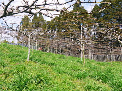 熊本梨 本藤果樹園 つぼみの膨らみ!まもなく梨の花の開花です!!_a0254656_21531213.jpg