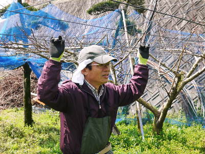 熊本梨 本藤果樹園 つぼみの膨らみ!まもなく梨の花の開花です!!_a0254656_21582232.jpg