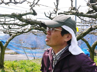 熊本梨 本藤果樹園 つぼみの膨らみ!まもなく梨の花の開花です!!_a0254656_22112626.jpg