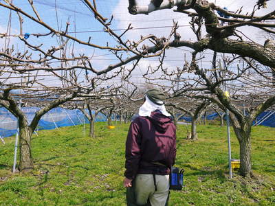熊本梨 本藤果樹園 つぼみの膨らみ!まもなく梨の花の開花です!!_a0254656_22155100.jpg