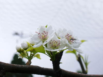 熊本梨 本藤果樹園 つぼみの膨らみ!まもなく梨の花の開花です!!_a0254656_22244687.jpg