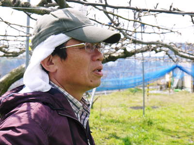 熊本梨 本藤果樹園 つぼみの膨らみ!まもなく梨の花の開花です!!_a0254656_22295737.jpg