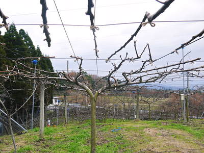 熊本梨 本藤果樹園 つぼみの膨らみ!まもなく梨の花の開花です!!_a0254656_2245575.jpg