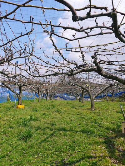 熊本梨 本藤果樹園 つぼみの膨らみ!まもなく梨の花の開花です!!_a0254656_2281092.jpg