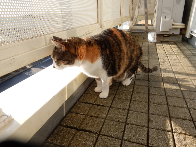 ’16,3,15(火)やっと太陽に愛されたYO!_f0060461_924263.jpg