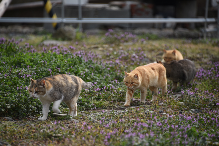猫100匹、住民15人!猫島、愛媛・青島の猫写真2_e0171573_2101674.jpg