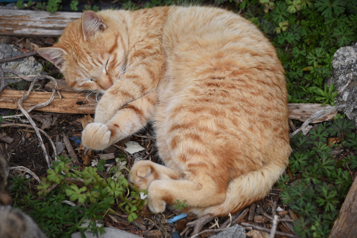 猫100匹、住民15人!猫島、愛媛・青島の猫写真2_e0171573_2103040.jpg
