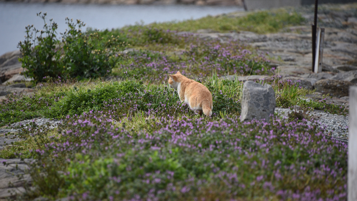 猫100匹、住民15人！猫島、愛媛・青島の猫写真２_e0171573_2103737.jpg